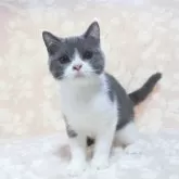 ブリティッシュショートヘア