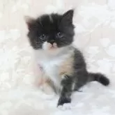スコティッシュフォールド(立ち耳)