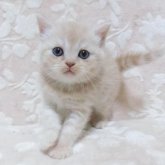 スコティッシュフォールド(立ち耳)