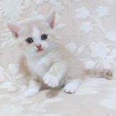 スコティッシュフォールド(立ち耳)