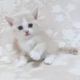 スコティッシュフォールド(立ち耳)