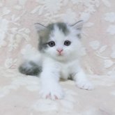 スコティッシュフォールド(立ち耳)