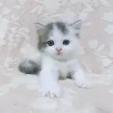 スコティッシュフォールド(立ち耳)