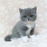 ブリティッシュショートヘア
