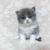 スコティッシュフォールド(立ち耳)