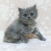 ブリティッシュショートヘア