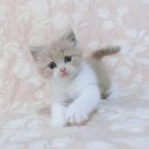 ブリティッシュショートヘア