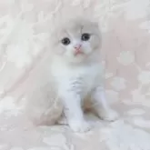 スコティッシュフォールド(折れ耳)