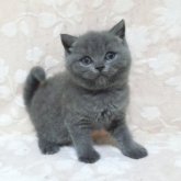 ブリティッシュショートヘア