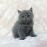 ブリティッシュショートヘア