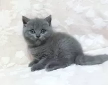 ブリティッシュショートヘア【鹿児島県・男の子・2025年7月9日・ブルー】の写真2