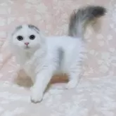 スコティッシュフォールド(折れ耳)【鹿児島県・男の子・2025年7月30日・ブルータビー&ホワイト】の写真2