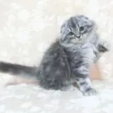 スコティッシュフォールド(折れ耳)【鹿児島県・男の子・2025年6月7日・シルバータビー】の写真2