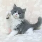 スコティッシュフォールド(立ち耳)【鹿児島県・男の子・2025年6月10日・ブルー&ホワイト】の写真3