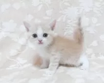 スコティッシュフォールド(立ち耳)【鹿児島県・男の子・2025年7月30日・クリーム&ホワイト】の写真3