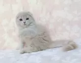 スコティッシュフォールド(折れ耳)【鹿児島県・女の子・2025年5月4日・カメオ】の写真3