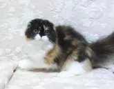 スコティッシュフォールド(折れ耳)【鹿児島県・女の子・2024年12月21日・キャリコ】の写真4