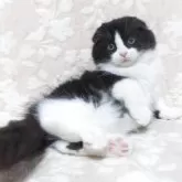 スコティッシュフォールド(折れ耳)【鹿児島県・男の子・2025年6月7日・ブラック&ホワイト】の写真4