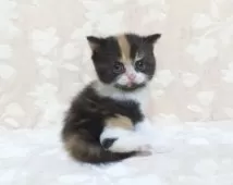 スコティッシュフォールド(立ち耳)【鹿児島県・女の子・2024年11月23日・キャリコ】の写真4