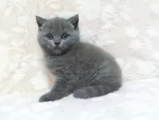 ブリティッシュショートヘア【鹿児島県・男の子・2025年7月9日・ブルー】の写真4