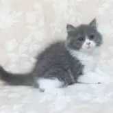 スコティッシュフォールド(立ち耳)【鹿児島県・男の子・2025年6月10日・ブルー&ホワイト】の写真4