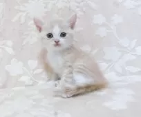 スコティッシュフォールド(立ち耳)【鹿児島県・男の子・2025年7月30日・クリーム&ホワイト】の写真5