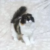 スコティッシュフォールド(折れ耳)【鹿児島県・女の子・2024年12月21日・キャリコ】の写真5