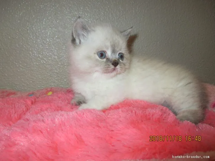 ID:1811-01052の子猫