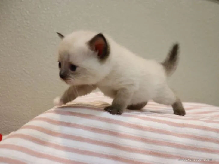 ID:1909-01515の子猫