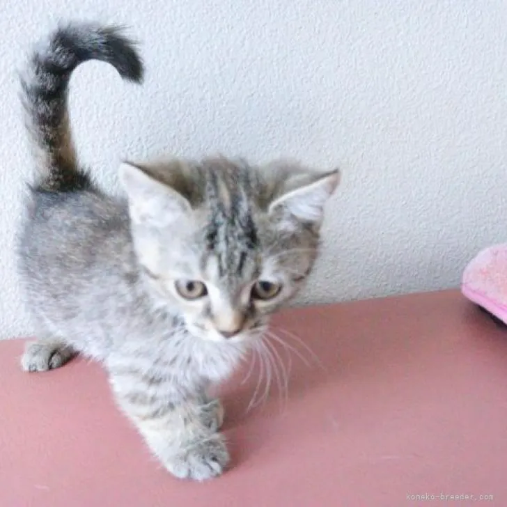 ID:2209-00587の子猫