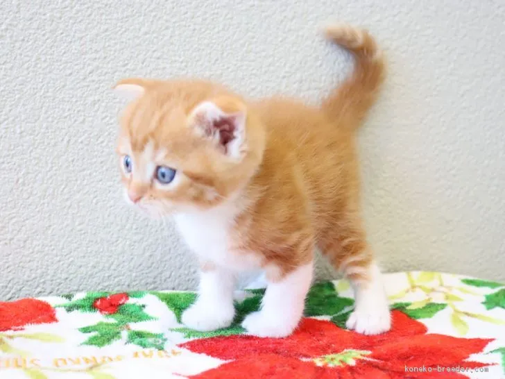 ID:1908-00849の子猫