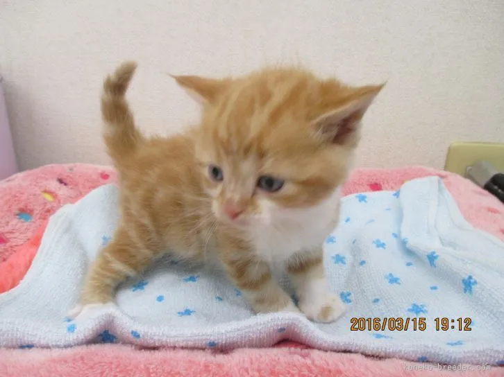 ID：1603-00253の子猫