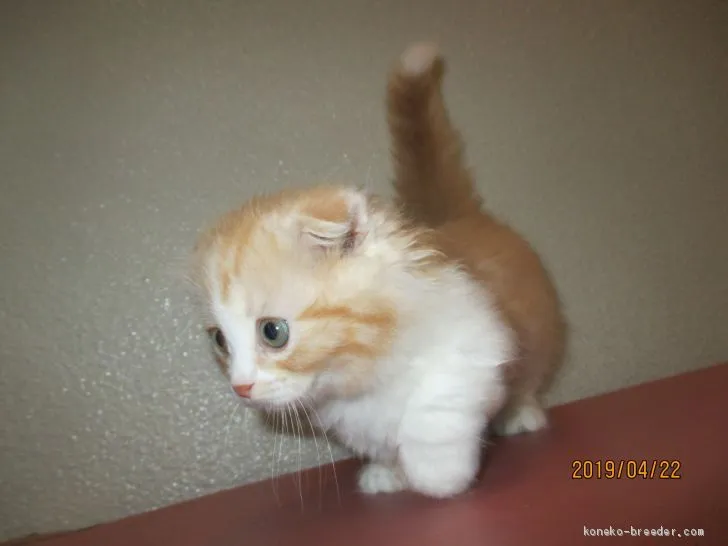 ID:1904-00146の子猫