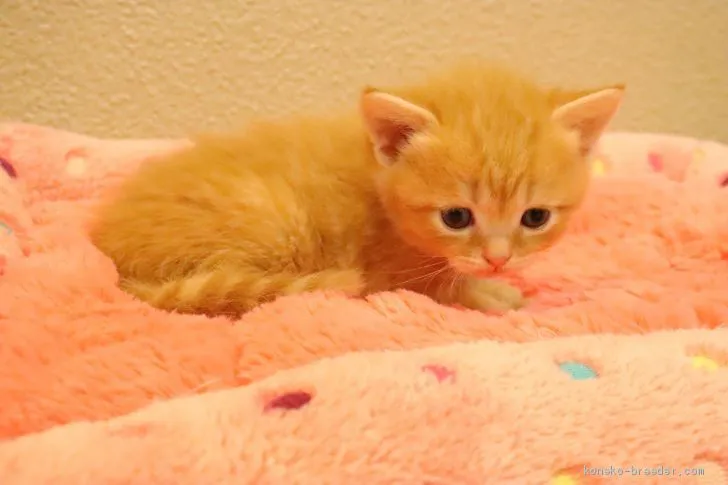 ID:2009-01556の子猫