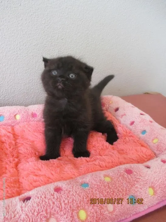 ID:1806-01512の子猫