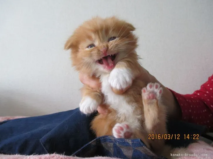 ID：1604-00036の子猫