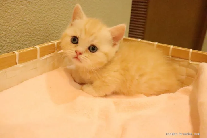 ID：2006-00040の子猫