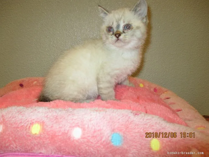 ID：1811-01055の子猫