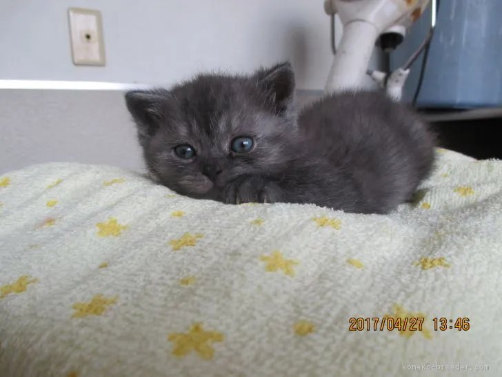 ID：1704-01179の子猫