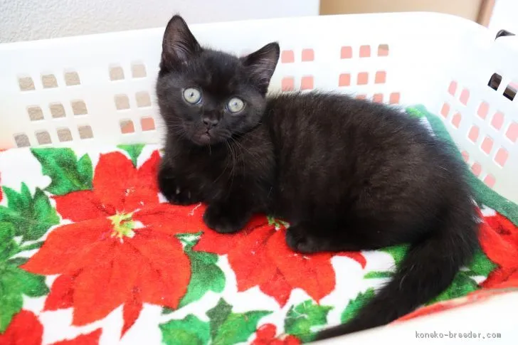 ID：1906-01005の子猫