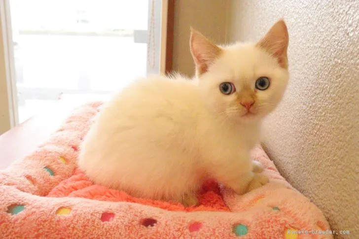 ID:2205-02853の子猫