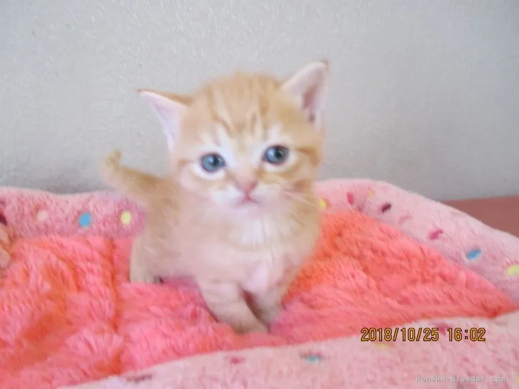 ID：1810-01483の子猫