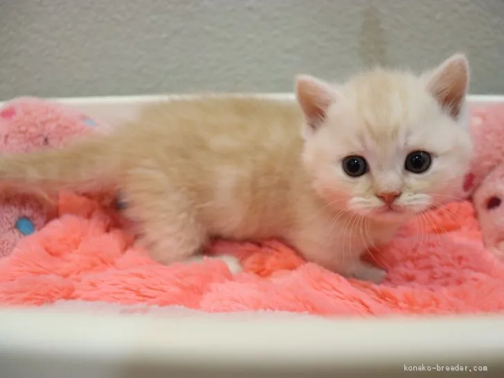 ID:1910-00645の子猫