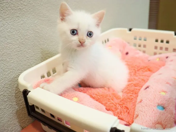 ID：1909-01523の子猫