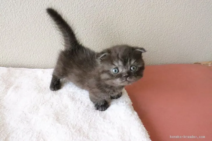 ID：2006-00041の子猫