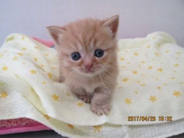 マンチカンの父とエキゾチックショートの母の子【山梨県・女の子・2017年3月28日・レッドタビー】の写真「短足でおっとりした女の子」