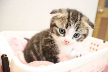 マンチカンとスコテイッシュホールドのミックス【山梨県・男の子・2019年10月30日・ブラウンタビー&ホワイト】の写真「折れ耳と白いソックスがチャームポイント」