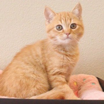 マンチカンとのエキゾチックショートヘアのミックス【山梨県・男の子・2023年8月26日・レッドタビー】の写真「チャトラで元気な人懐っこい男の子」