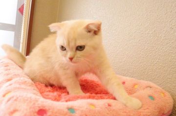 マンチカンとのエキゾチックショートヘアのミックス【山梨県・女の子・2022年3月7日・クリーム】の写真「長足で折れ耳がかわいい女の子」