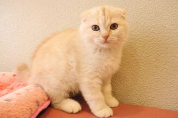 マンチカンとのエキゾチックショートヘアのミックス【山梨県・男の子・2022年3月7日・クリーム】の写真「折れ耳で額の毛が濃いのがかわいい」